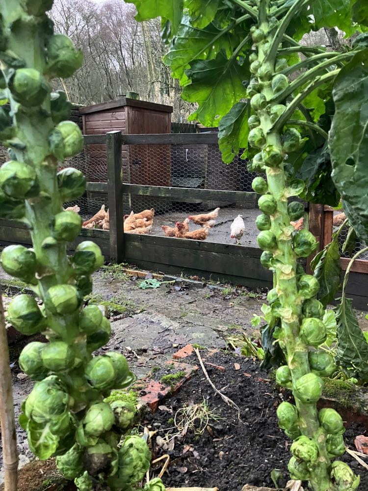 chickens and sprouts